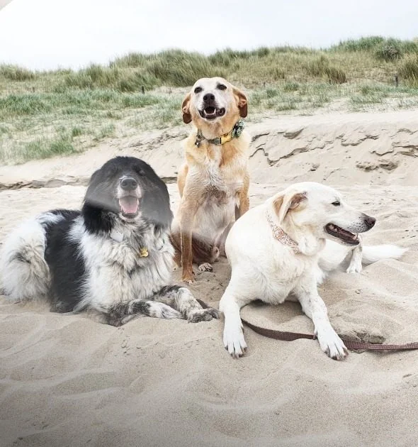 Zoey, Ted and Baldwin, Simone Hervij's three rescue dogs