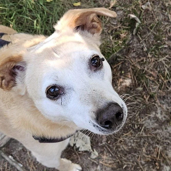 Ted, an older dog with a gray muzzle