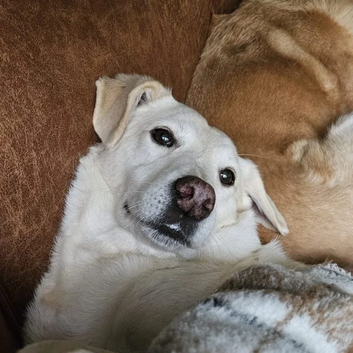 Zoey, a small blond dog