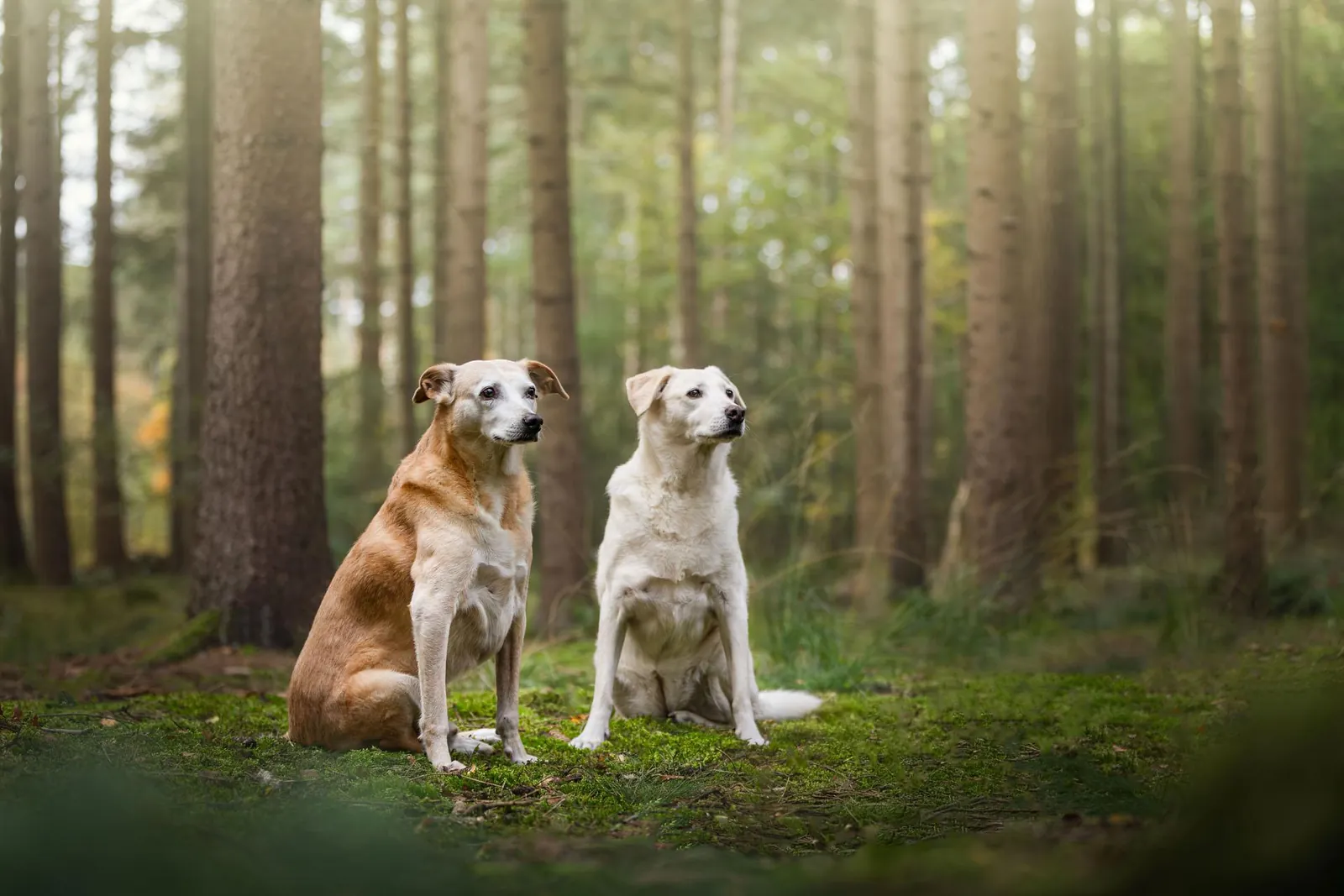 Simone Hervij's dogs in the forest