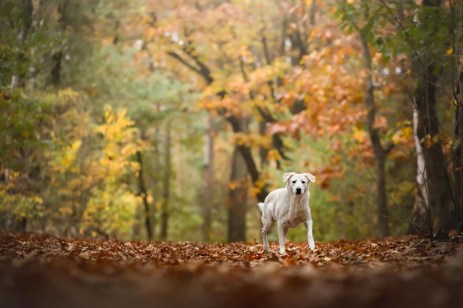 Dog standing in an autumn forest